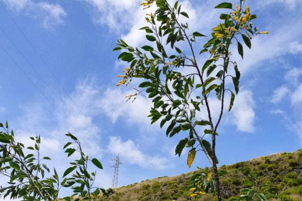 Foz da Ribeira do Natal